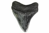 Fossil Megalodon Tooth - Georgia #151519-1